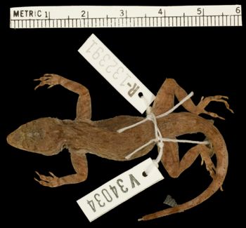 Media type: image;   Herpetology R-132391